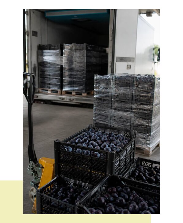 Перевозка слив в Березники с гарантией сохранности груза
